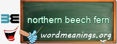 WordMeaning blackboard for northern beech fern